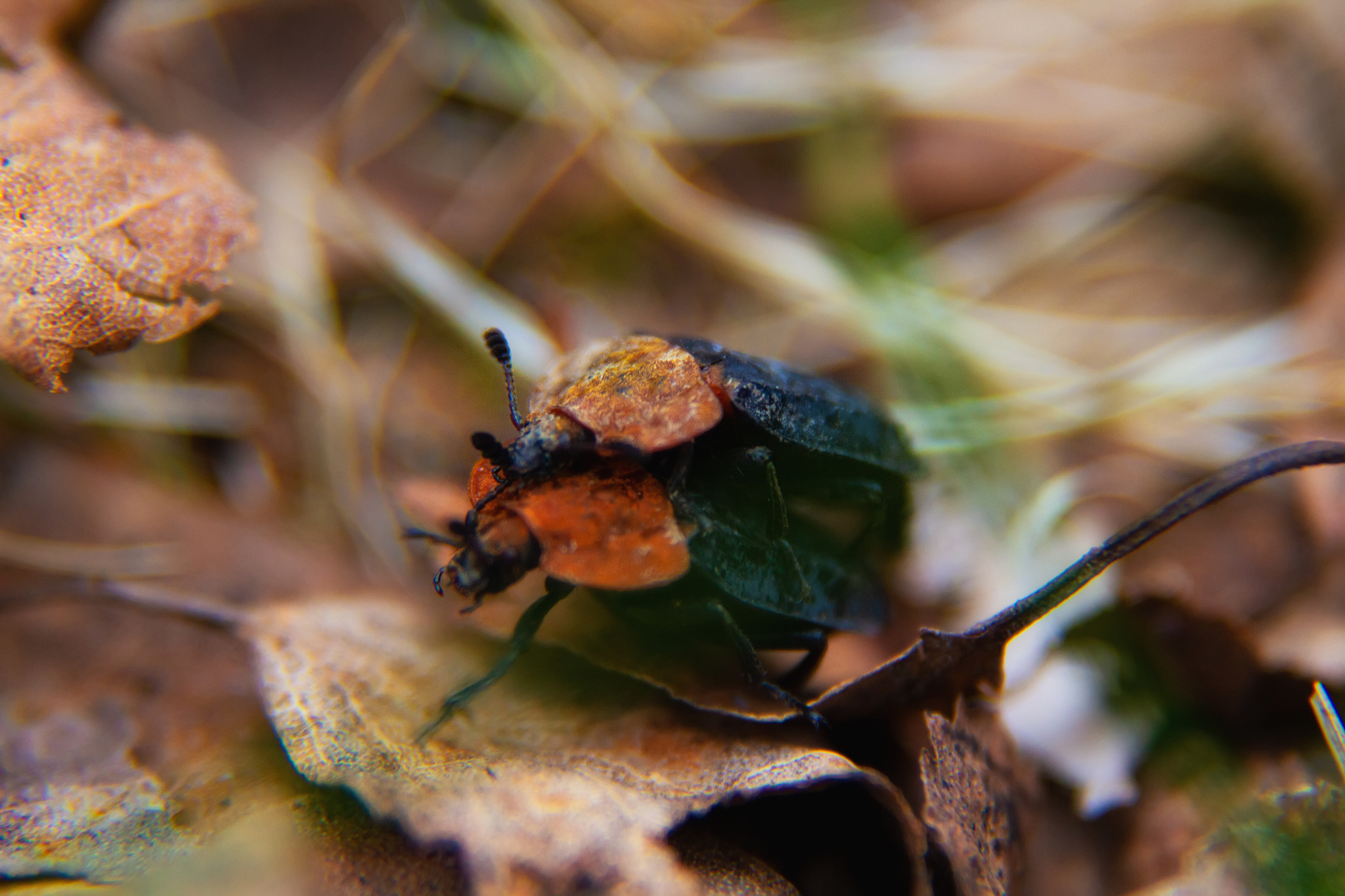 About gravediggers and carrion eaters (not about doctors and coronavirus) - My, Nature, Жуки, Corpse-eaters, Gravedigger, Forest, Macro photography