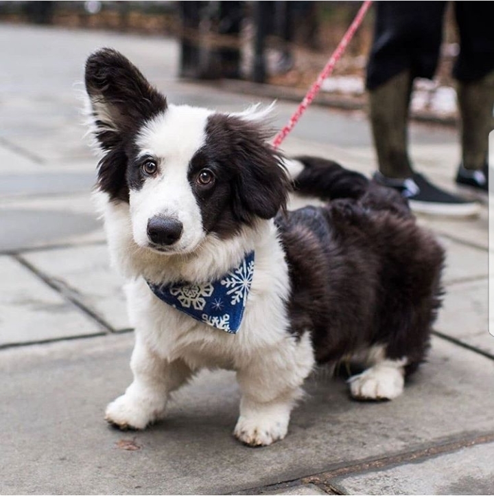 His name is Bao-bao and he is sure that everyone wants to be friends with him - Dog, Corgi, friendship, Longpost