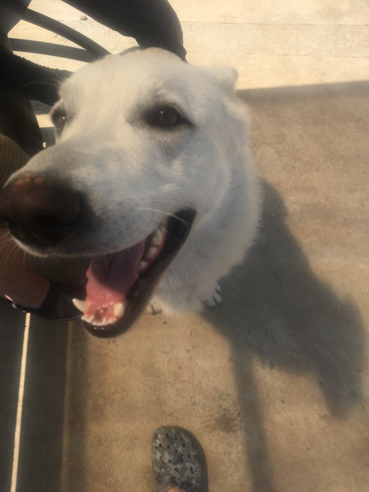 Shepherd - Sheepdog, Smile