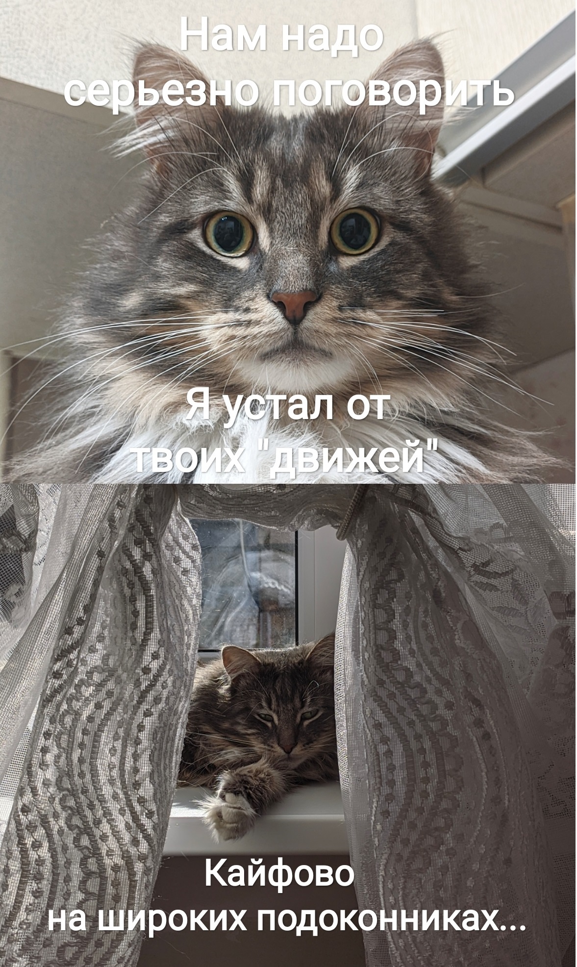 And I wander around the apartment in full view of the cat... - My, Men-Ls, Moscow, Moscow region, Mytischi, Acquaintance, 31-35 years old, Video, Longpost