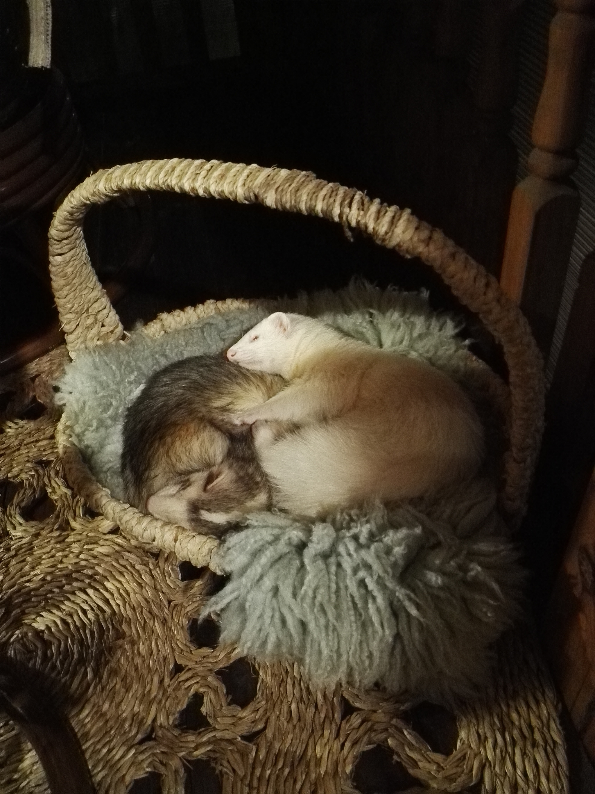 Warm brotherly hugs - Ferret, Milota, Hug Day, Animals, Pets, Pet, Longpost