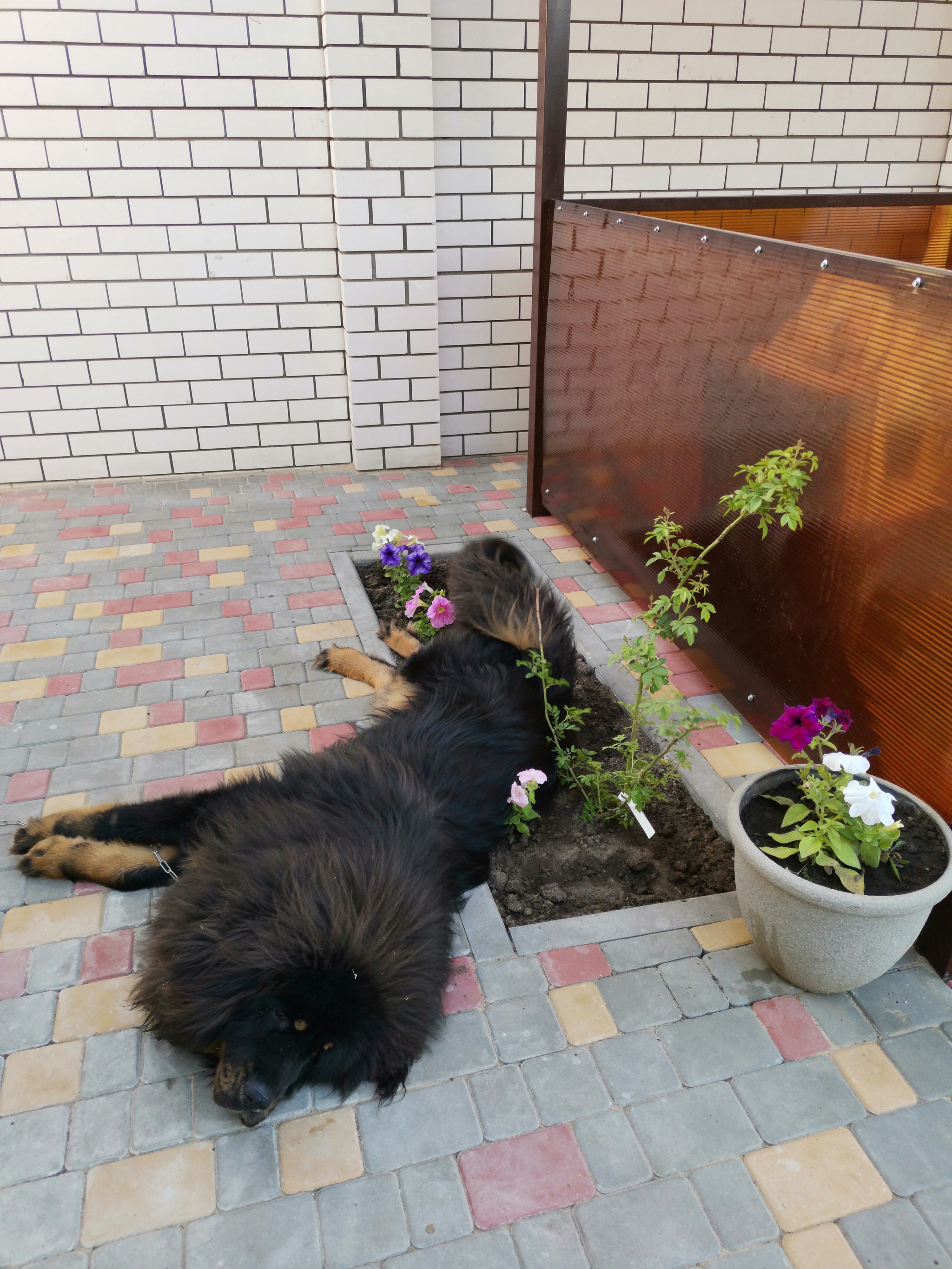 Everything you wanted to know about the Tibetan Mastiff. Or they didn't want to. Or not everything) - My, Tibetan mastiff, Dog, Good boy, Longpost