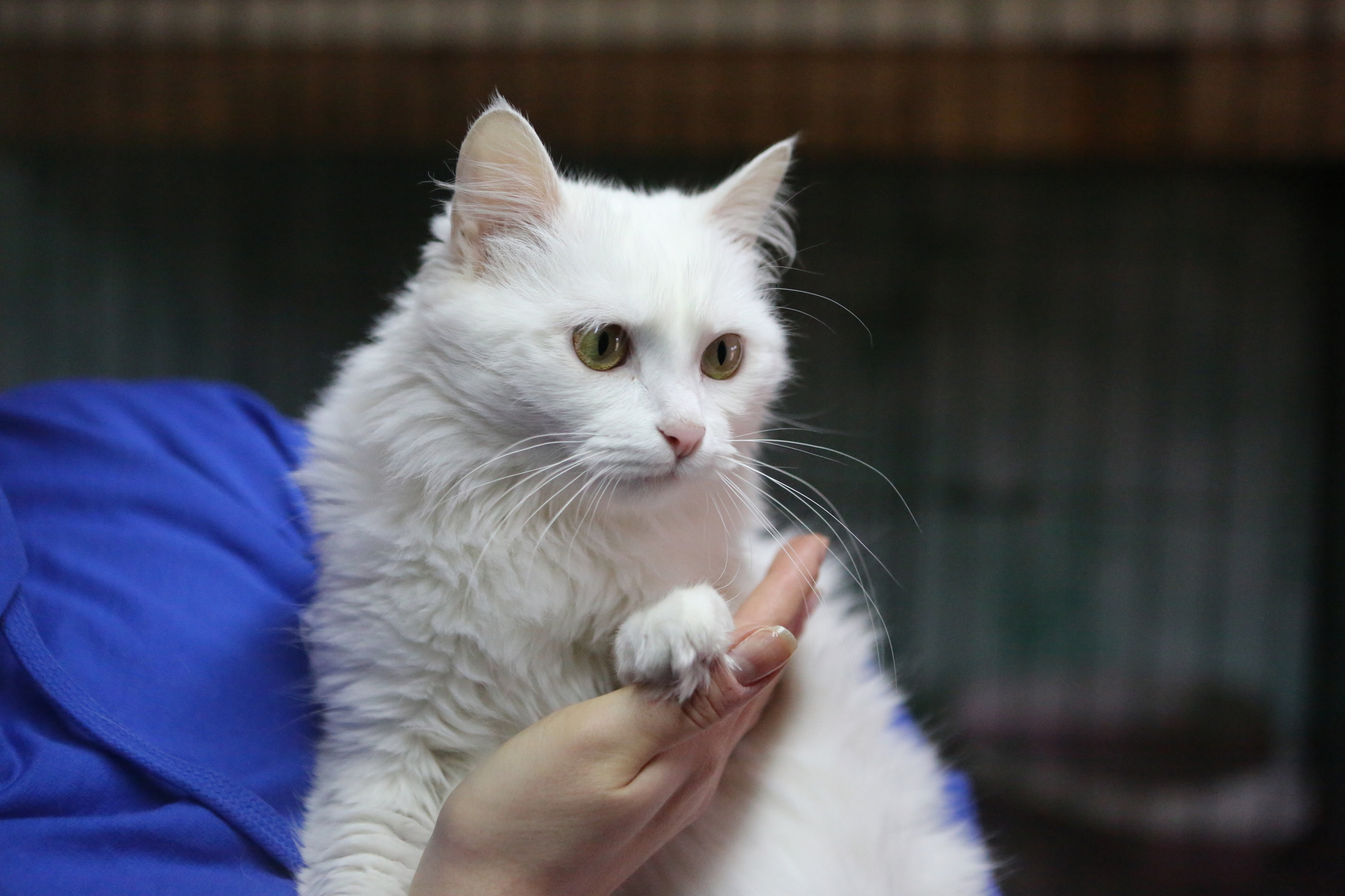 Snow-white cat in good hands - My, cat, In good hands, Moscow, Moscow region, No rating, Longpost