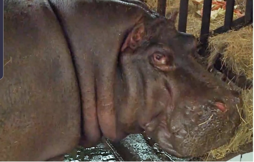 How a Red Army soldier saved a hippopotamus with vodka. The story of the legendary Hans and his descendants - hippopotamus, Real life story, Zoo, Exit, Kaliningrad, Vodka, Longpost