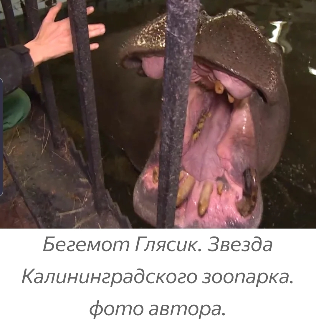 How a Red Army soldier saved a hippopotamus with vodka. The story of the legendary Hans and his descendants - hippopotamus, Real life story, Zoo, Exit, Kaliningrad, Vodka, Longpost