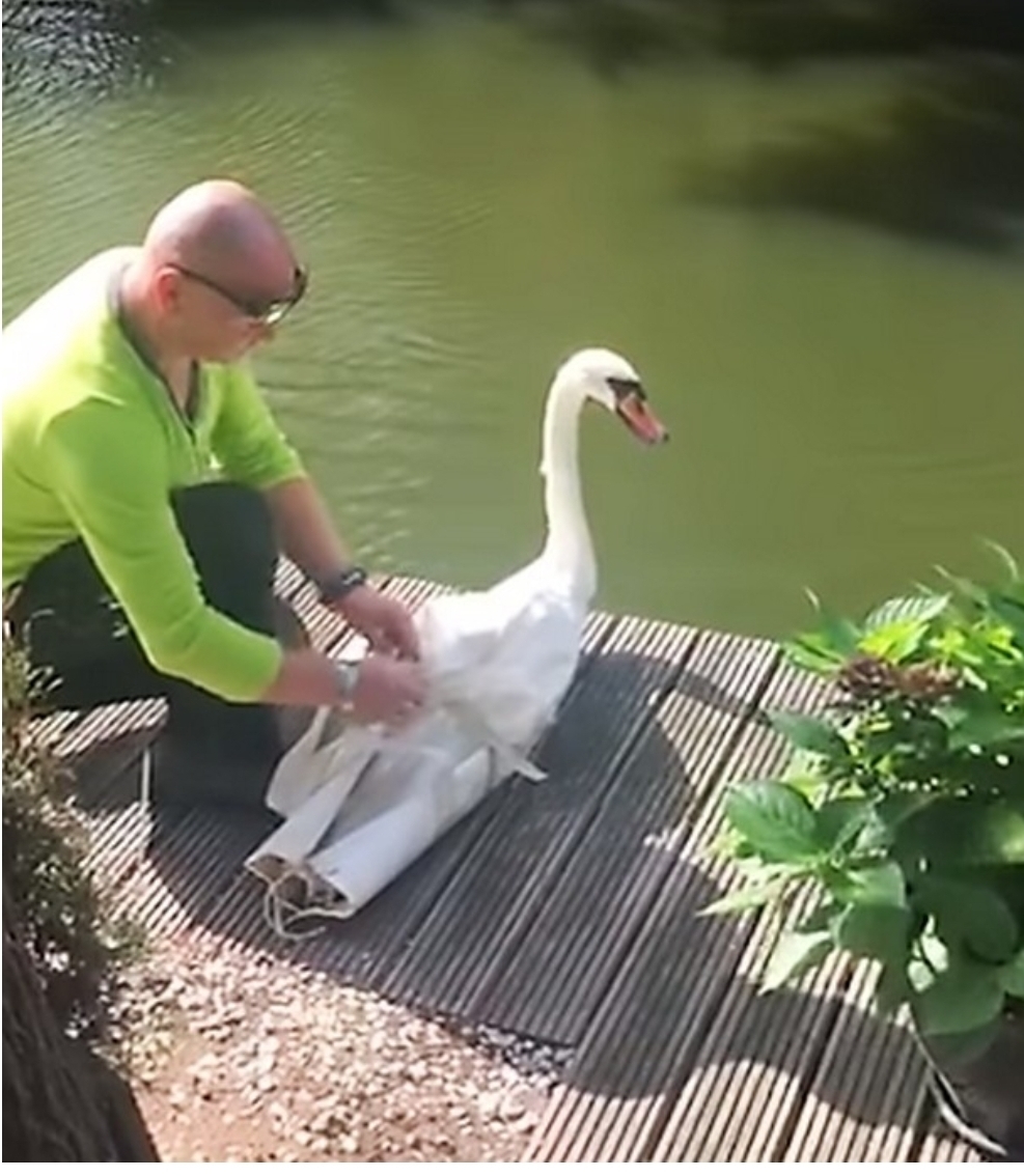 REUNION OF SWANS AFTER SEPARATION - Swans, Be healthy, Together Again, Video, Longpost