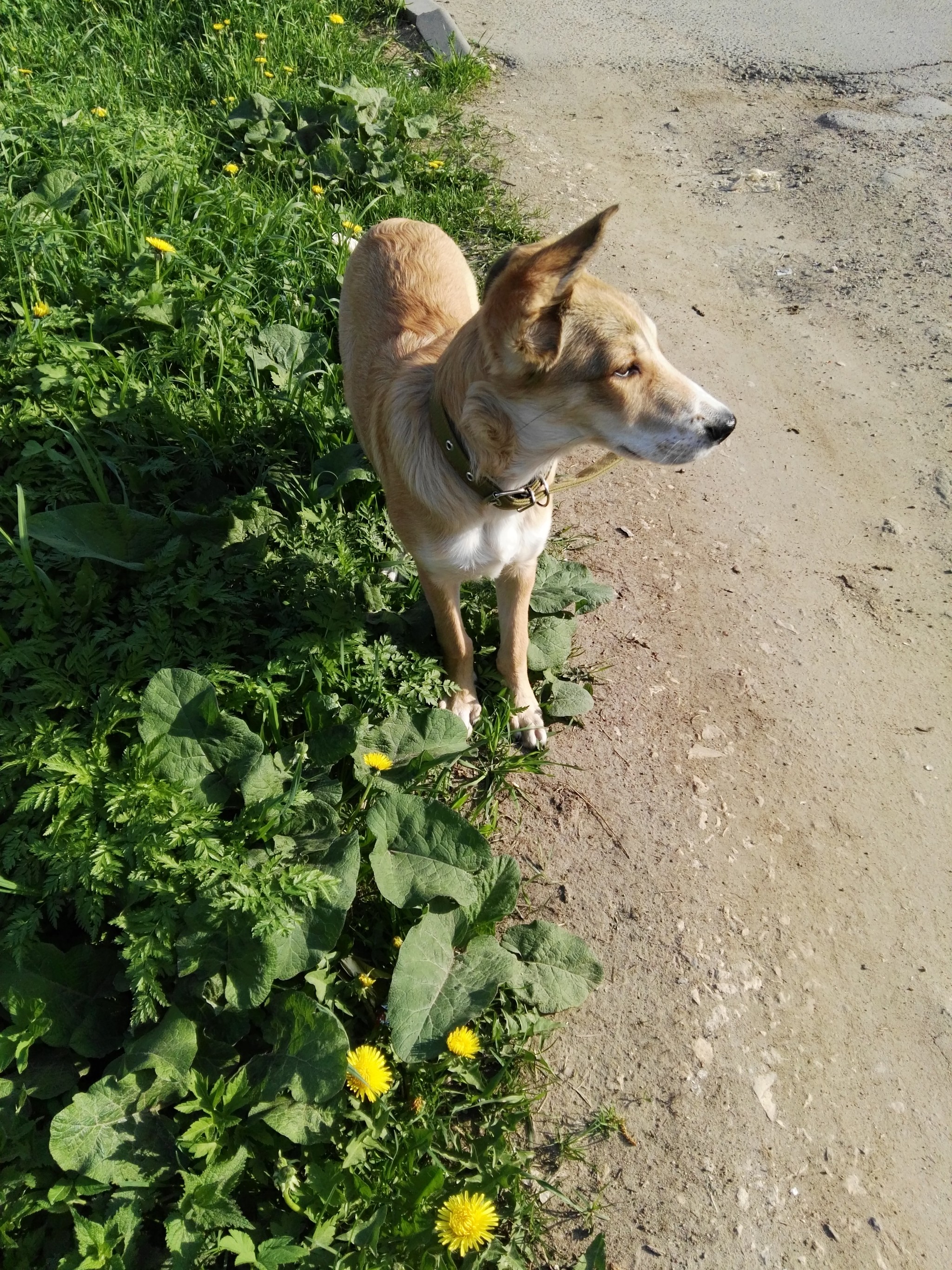 Puppy found. Moscow region, Lobnya - My, Found a dog, The dog is missing, Puppies, Lost, Longpost, Moscow region, Moscow, Pets