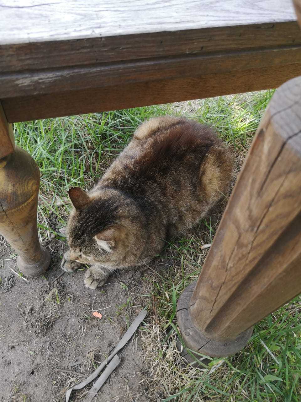 Life at the Kotoland home shelter 231 - My, cat, Shelter, Lipetsk, Shelter Cotoland, Help, Kindness, In good hands, Longpost