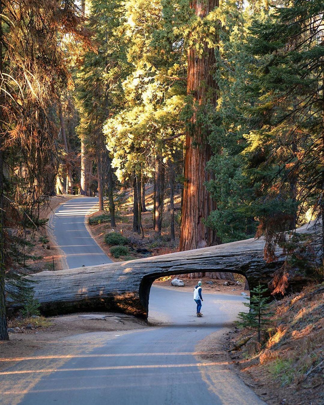 Sequoia National Park - Nature, Forest, The park