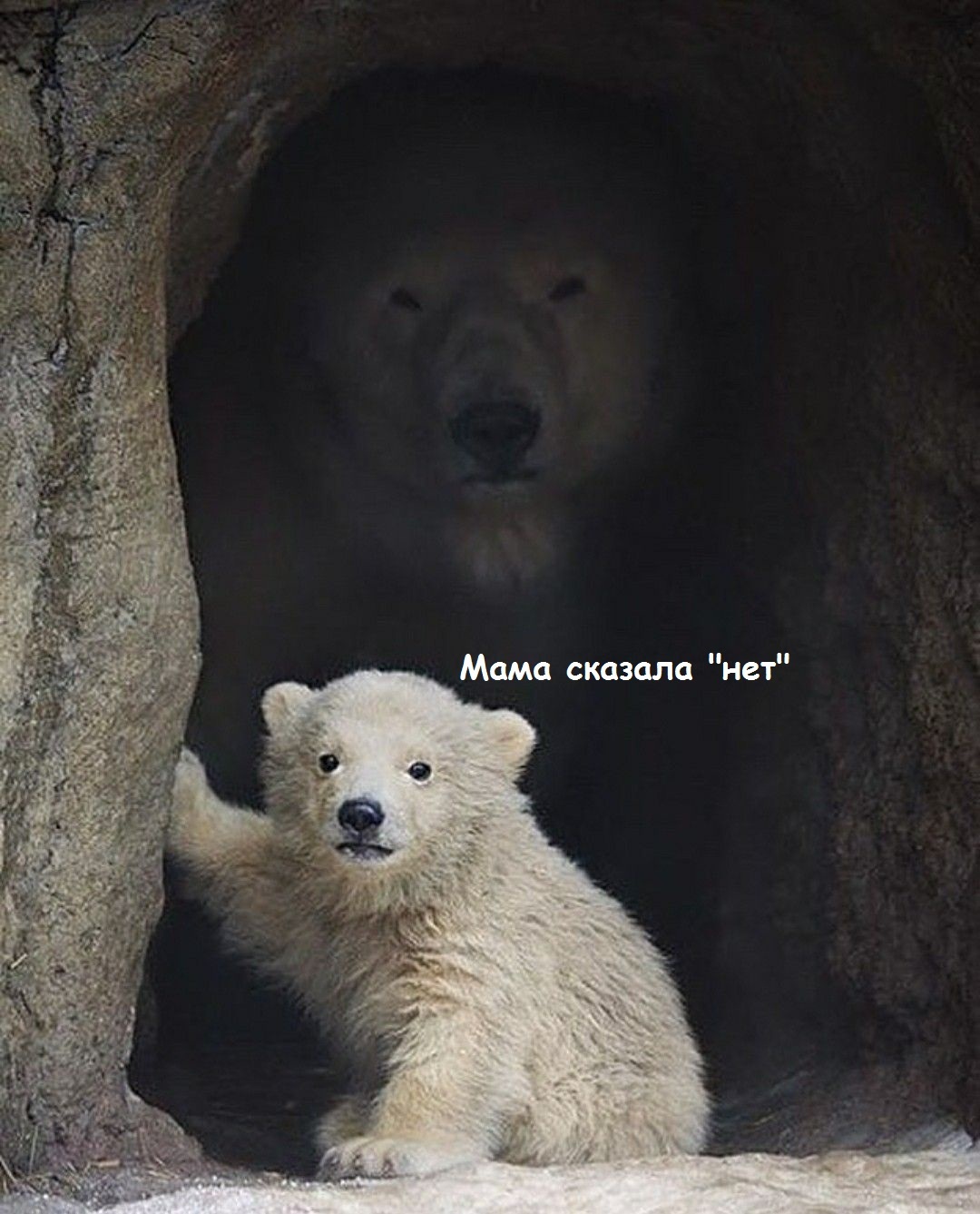 Will you go out for a walk? - The photo, The Bears, Games, Walk, Memes