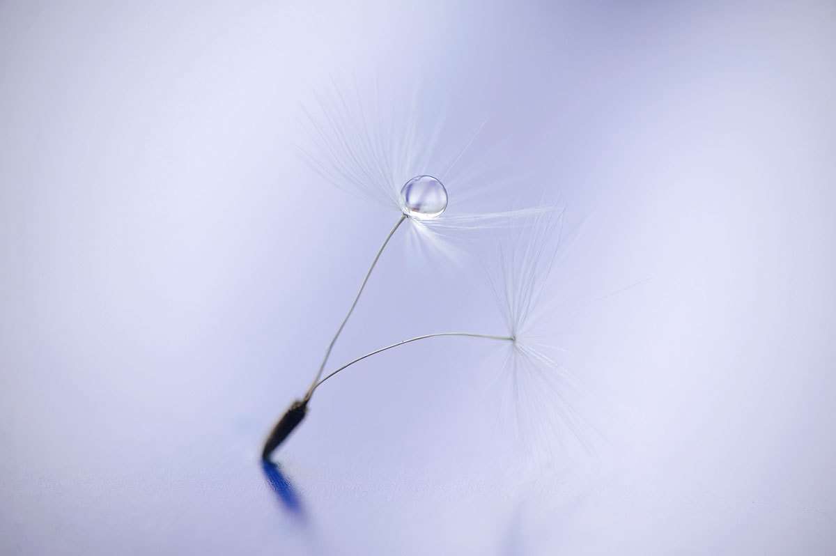 Dandelion - My, Macro, Macro photography, Dandelion, Minimalism, Nikon