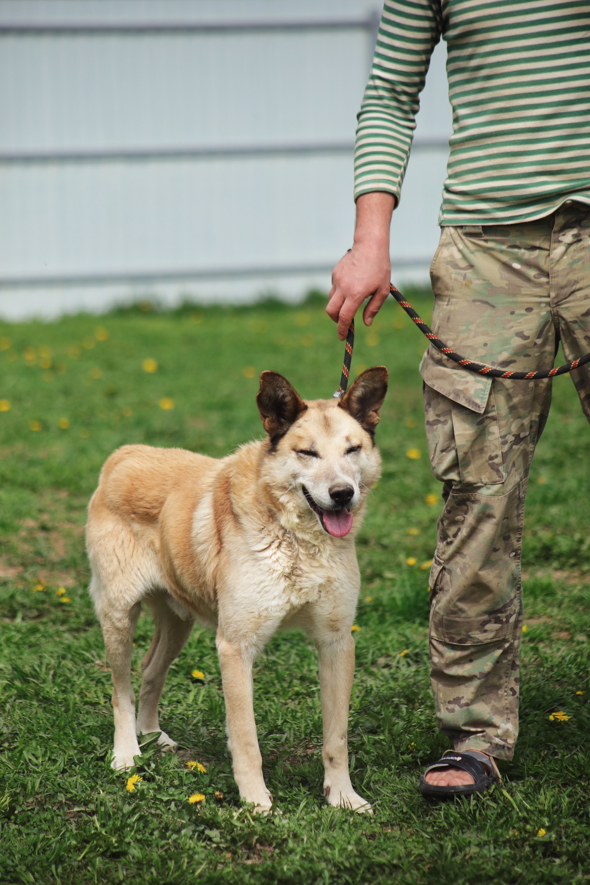 An adult dog deserves love too, as a gift - My, Dog, Moscow, Moscow region, In good hands, No rating, Longpost