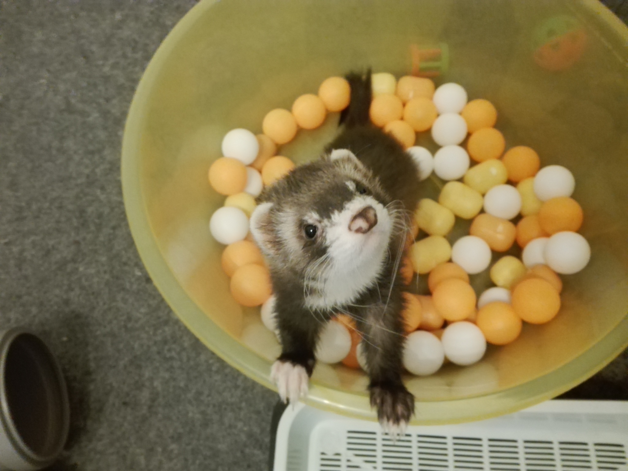 What's there, what's there? Gimme gimme! - My, Ferret, Pets, Milota