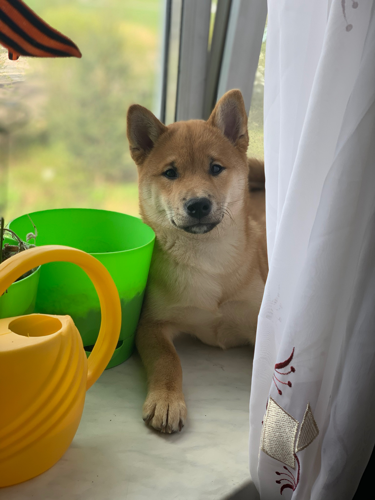 Window Kai - My, Shiba Inu, Milota, Dog