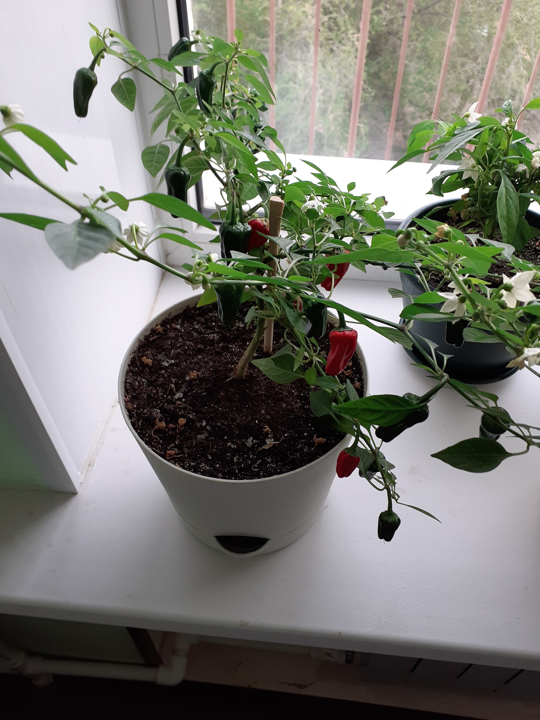 The peppers seemed to be a success - My, Hot peppers, Gardening, Longpost