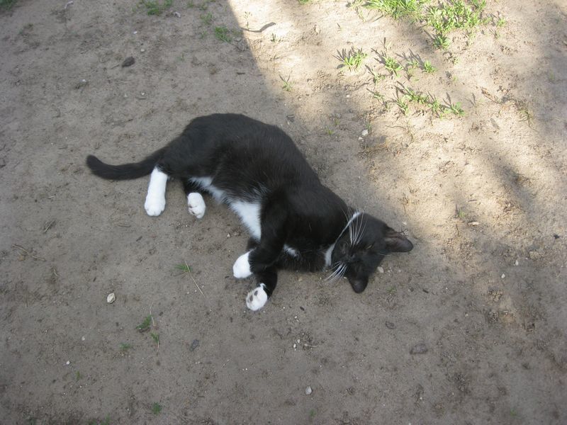 Diary of a Mad Cat 51 - My, Shizokoshka, cat, Tricolor cat, Video, Longpost