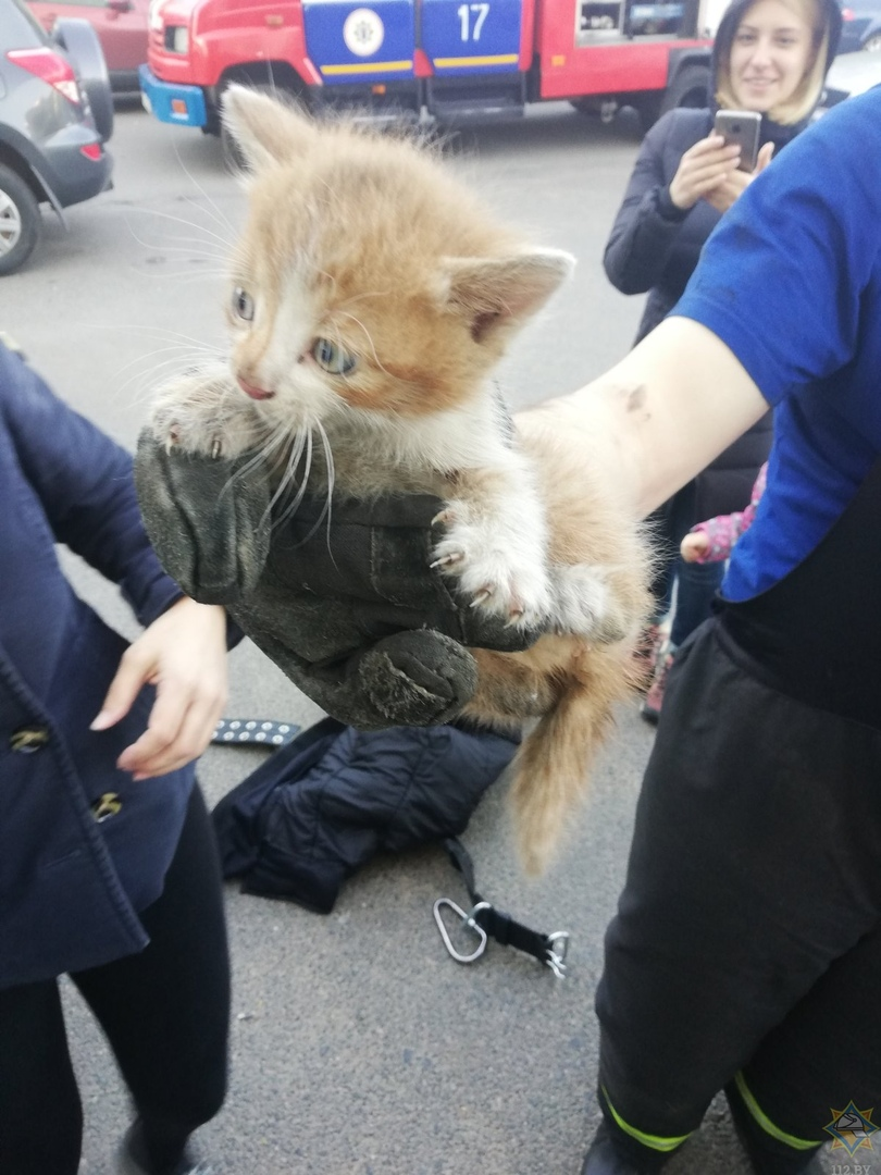 Under the hood - Minsk, Rescuers, Kindness, cat, Longpost, Animal Rescue