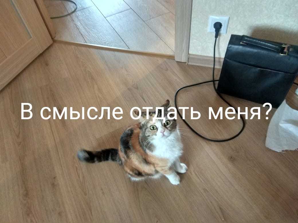 The cat is looking for a new home! - My, In good hands, cat, No rating, Moscow, Moscow region, Animals, Pets, Video, Longpost