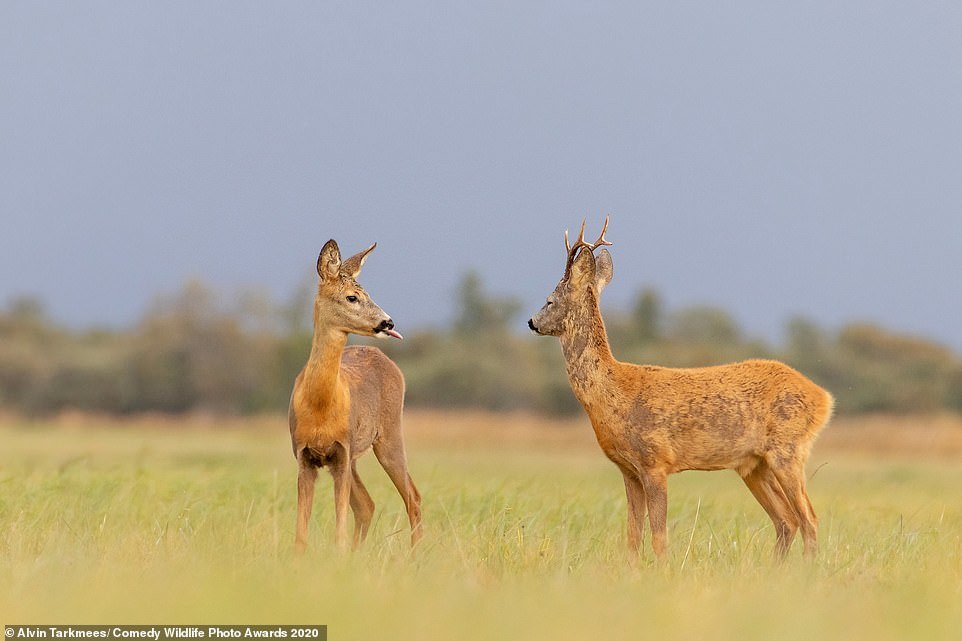 Here you go, horny one - Deer, Language, The photo