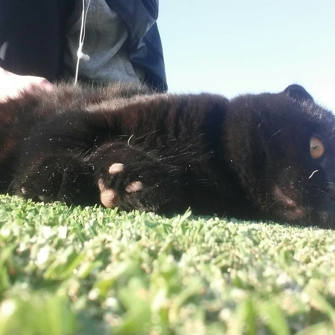 Cats in the feed - My, cat, Scottish lop-eared, Longpost