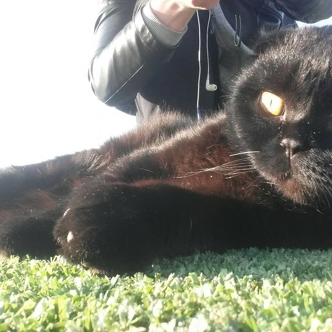 Cats in the feed - My, cat, Scottish lop-eared, Longpost