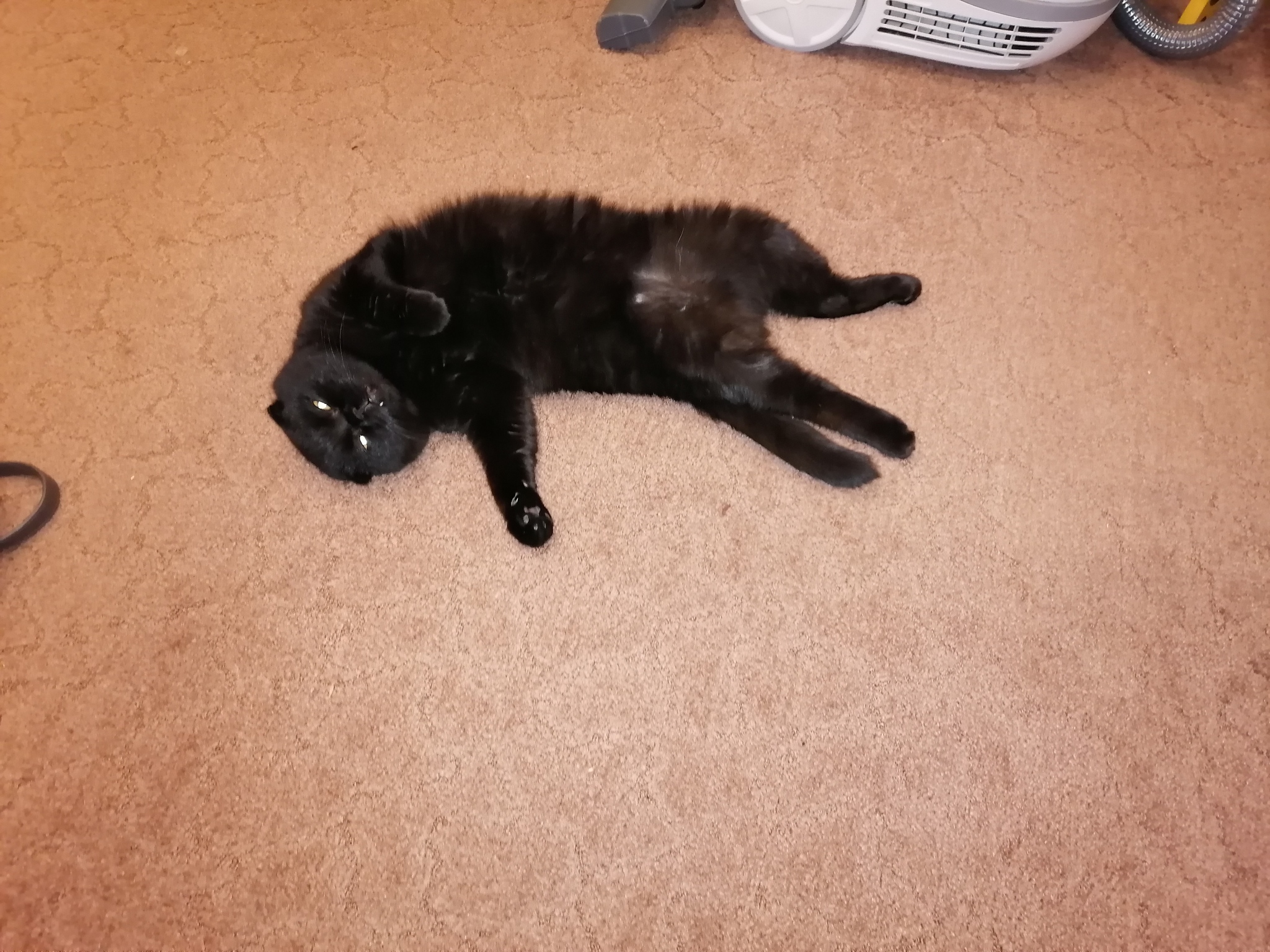 Cats in the feed - My, cat, Scottish lop-eared, Longpost