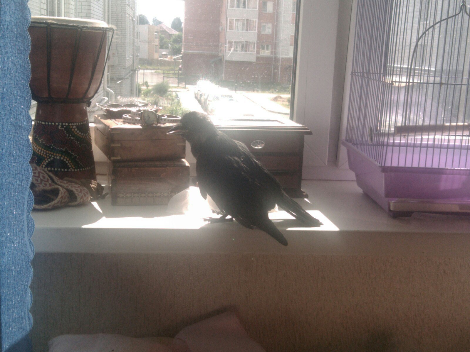 And so Igor is basking in the sun and really wants to EAT!! - My, Igor, Jackdaw, Birds, Windowsill