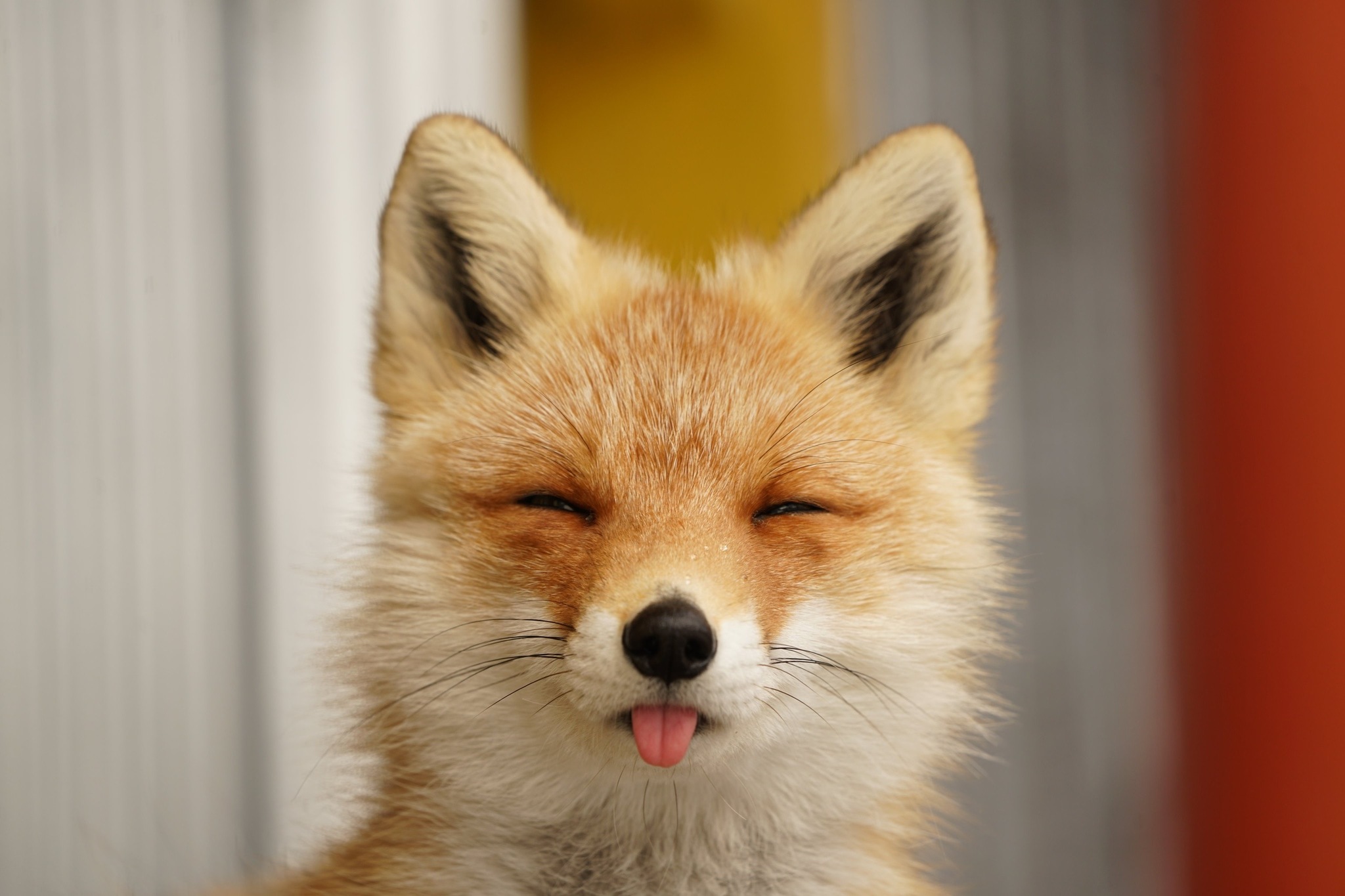 Покажи fox. Лиса. Грустная лиса. Лис с языком. Лиса показывает язык.