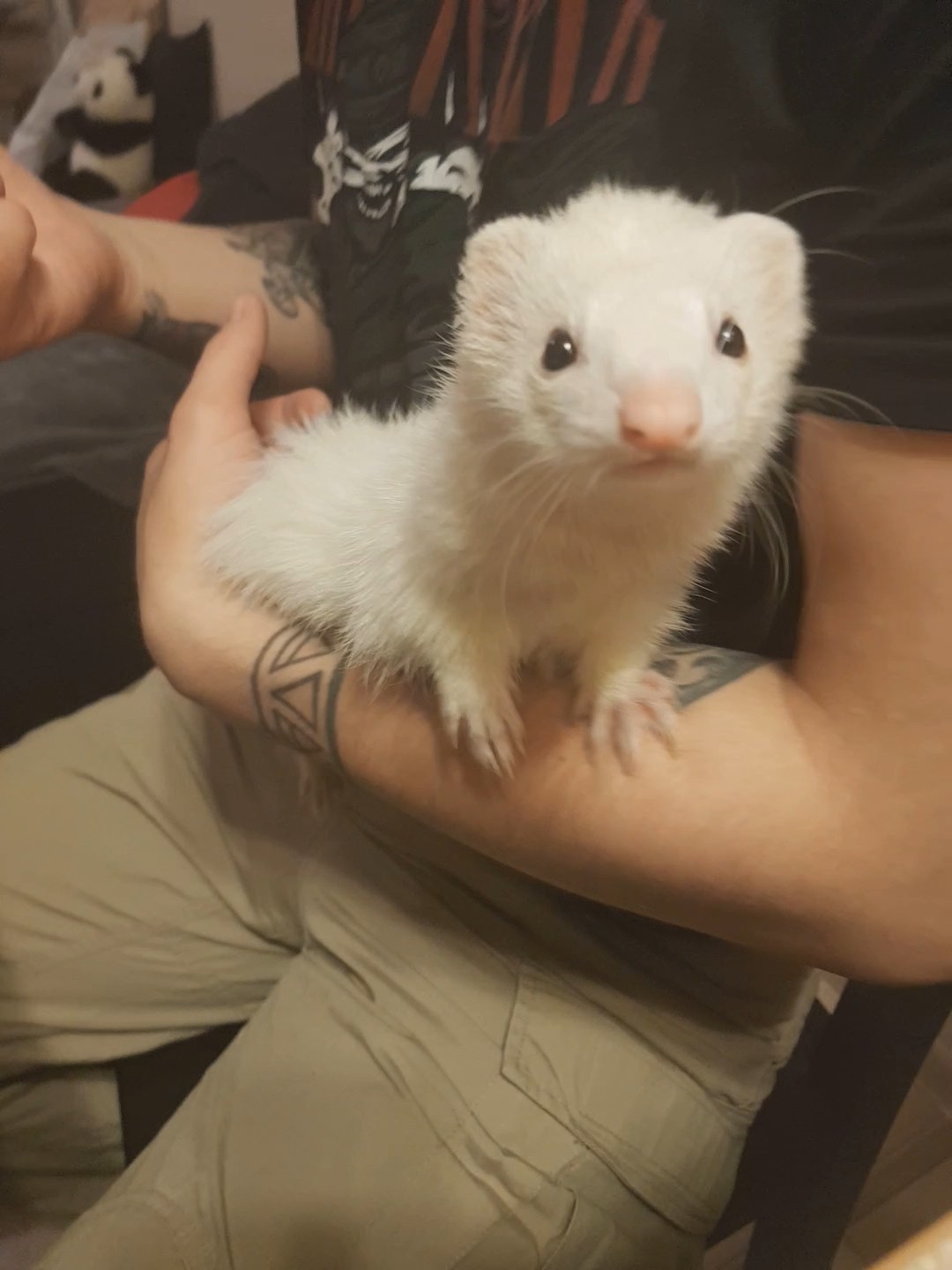 Pink nose - My, Ferret, Milota, Pets