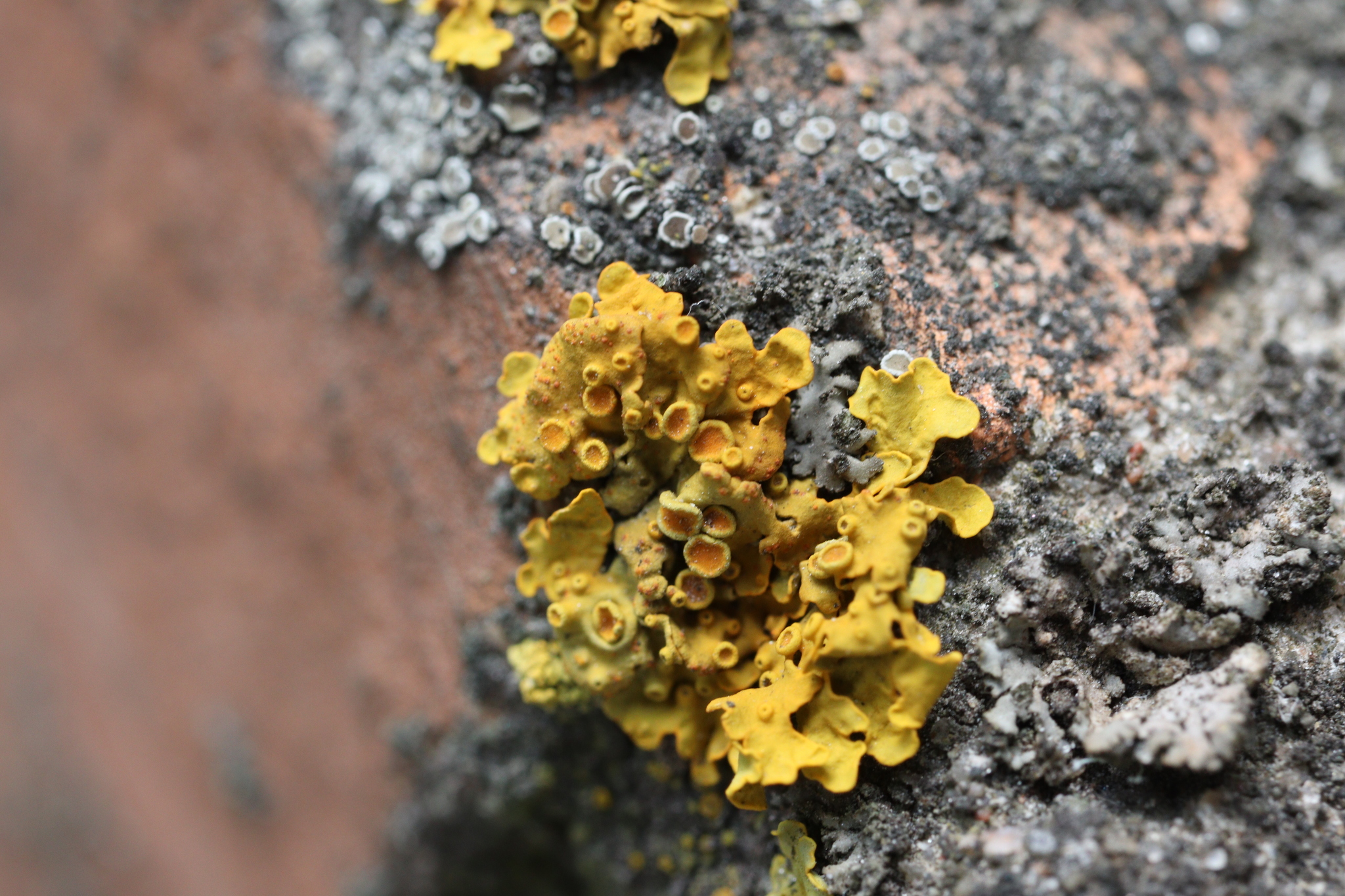 Some lichens and other vegetation from the balcony - My, Balcony, cat, Lichen, Elm, Celandine, Blooming Sally, Longpost