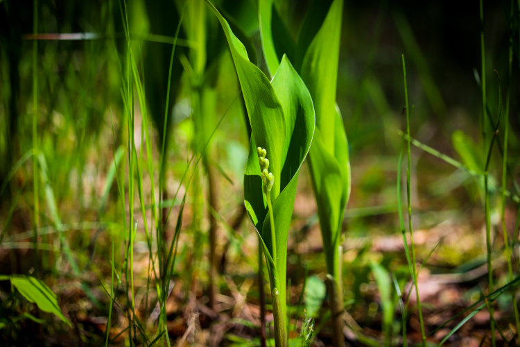 Spring mood - My, The photo, Nature, Plants, Bike ride, Lilies of the valley, Longpost