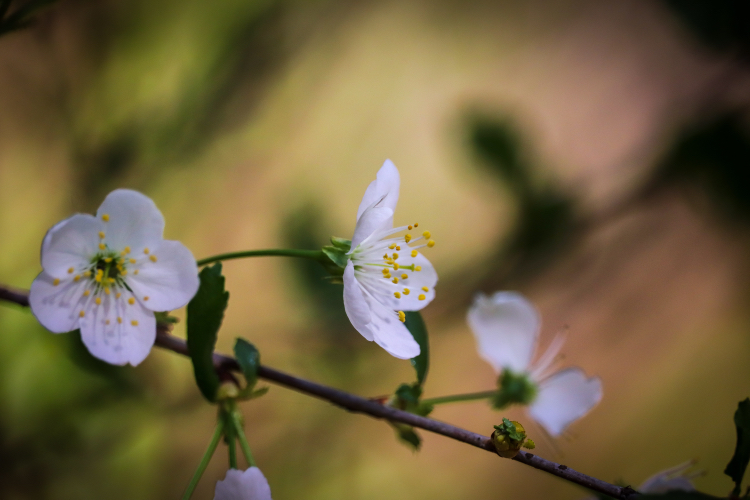 Spring mood - My, The photo, Nature, Plants, Bike ride, Lilies of the valley, Longpost