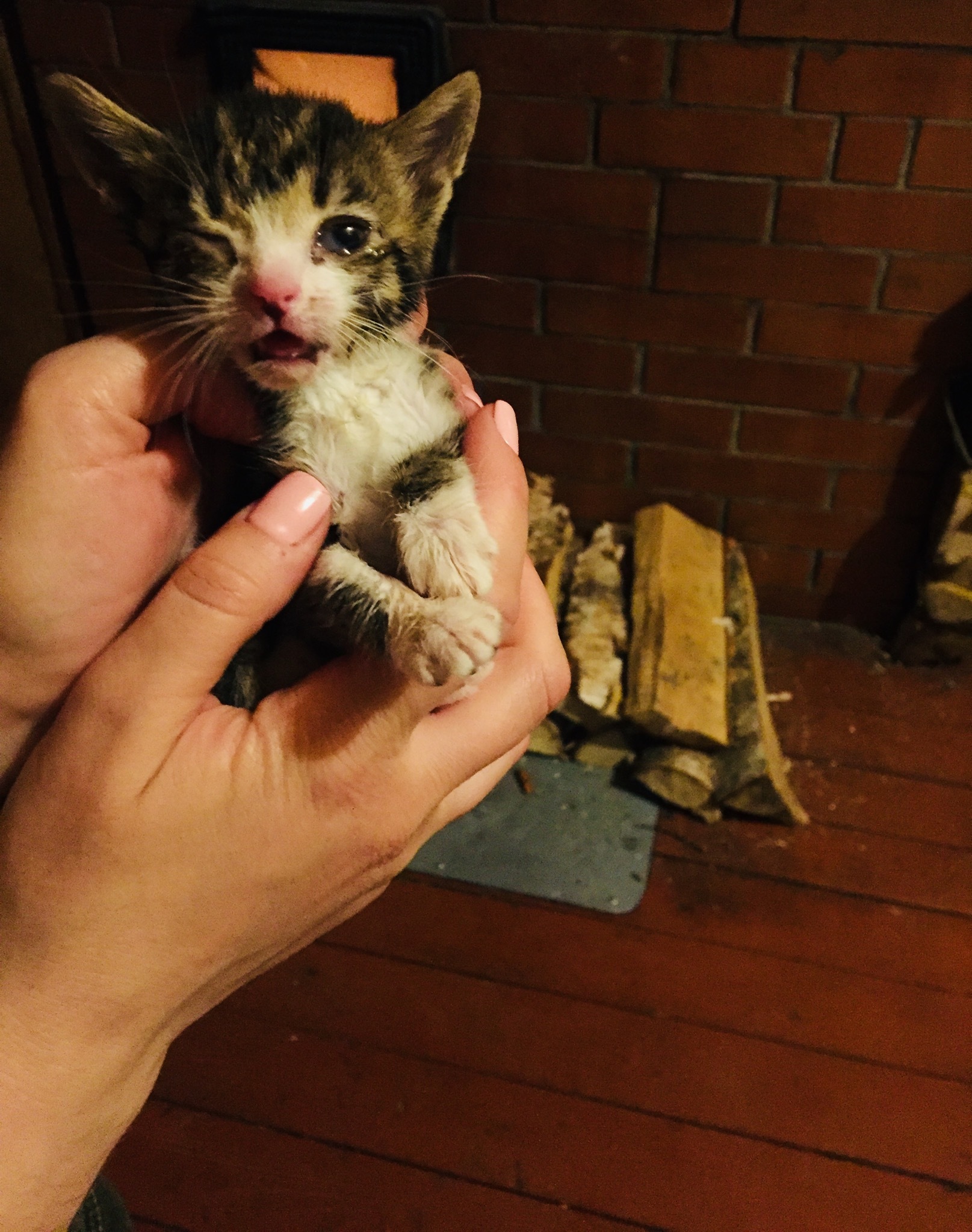 Continuation of the story with the kitten that the child brought to the veterinary clinic - My, cat, Kittens, Animal Rescue, Video, Longpost