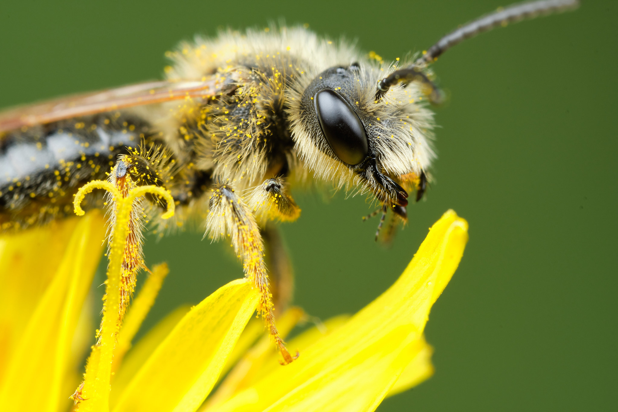 Field macro - My, The photo, Macro, Macro photography, Insects, Longpost