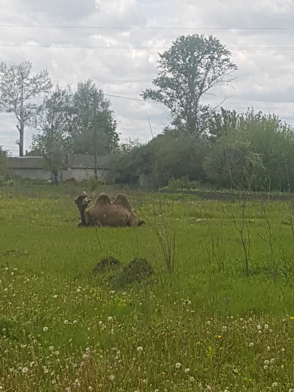 Nature has become so clean... - Self-isolation, Kursk, Camels