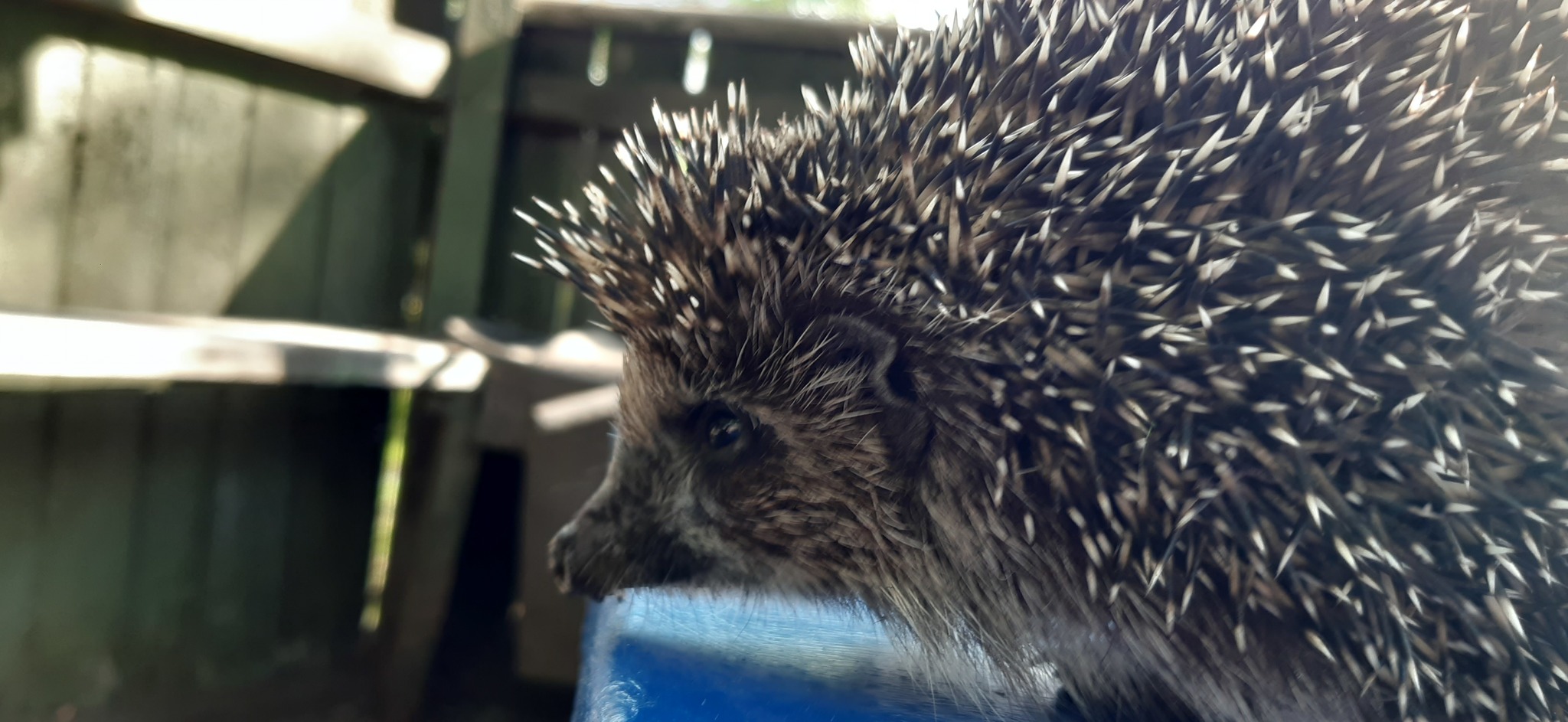 Hedgehog - My, Photo on sneaker, Mobile photography, Hedgehog, Wild animals, Video, Longpost