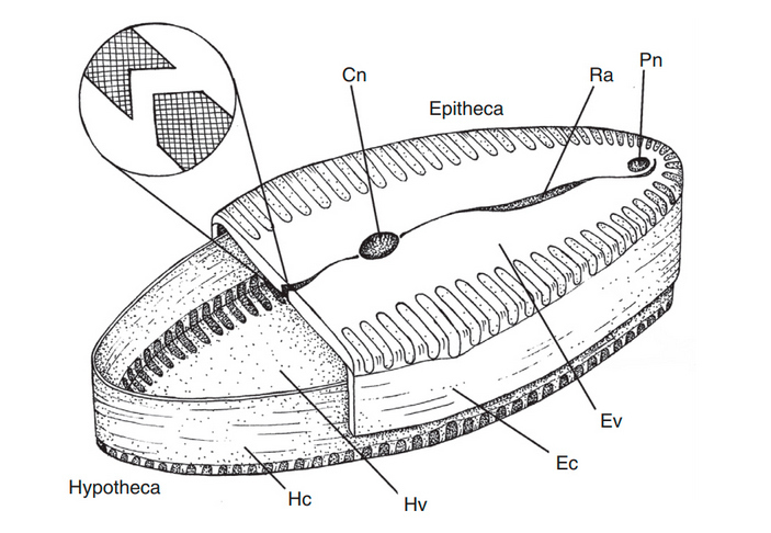 Diatom shell - The science, Unicellular, Diatoms, Copy-paste, Elementy ru, Biology, Video, Longpost