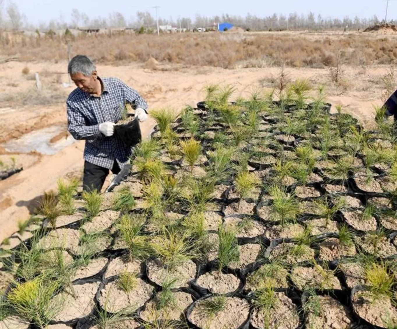 Chinese desert turned into oasis after 70 years of greening - China, Desert, Landscaping, Longpost