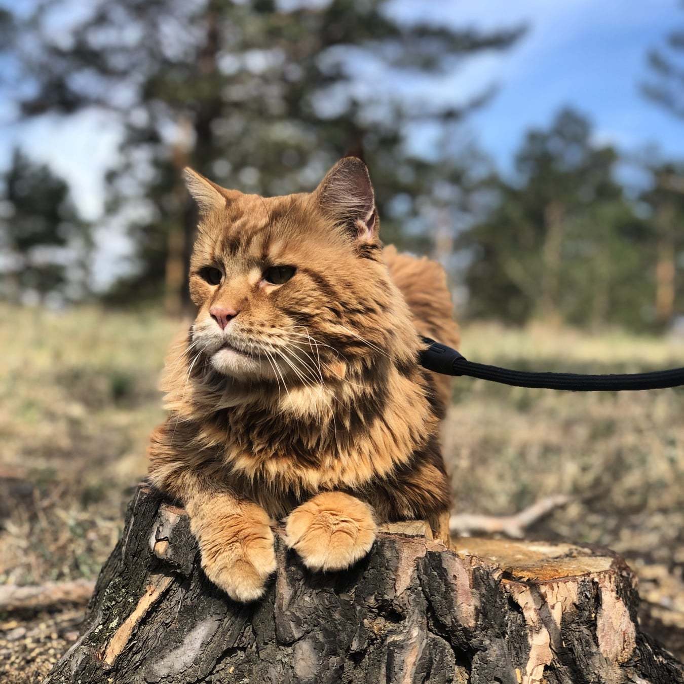 Walk - My, Maine Coon, Forest, Walk, cat