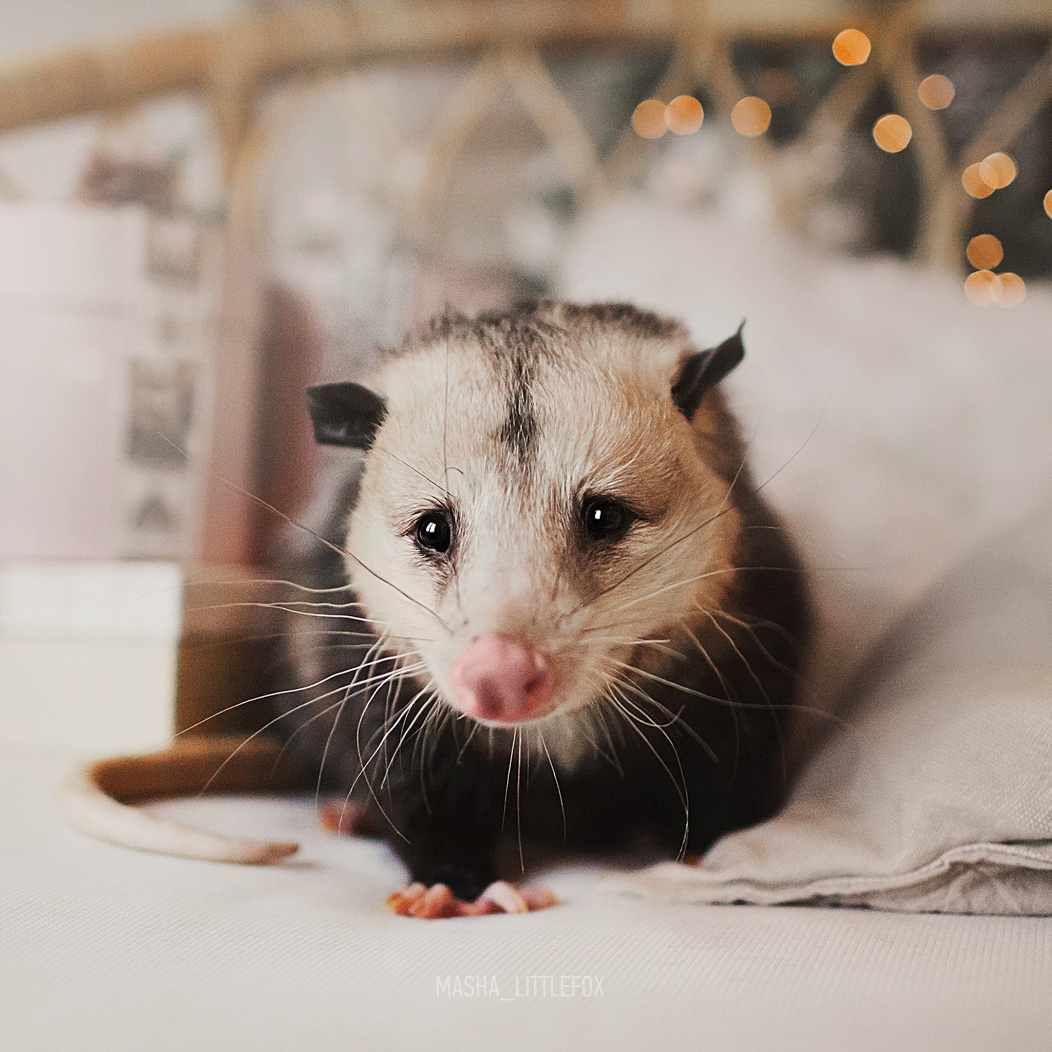 This is Charlie the Possum - My, Milota, Opossum, Exotic animals, Pets, The photo