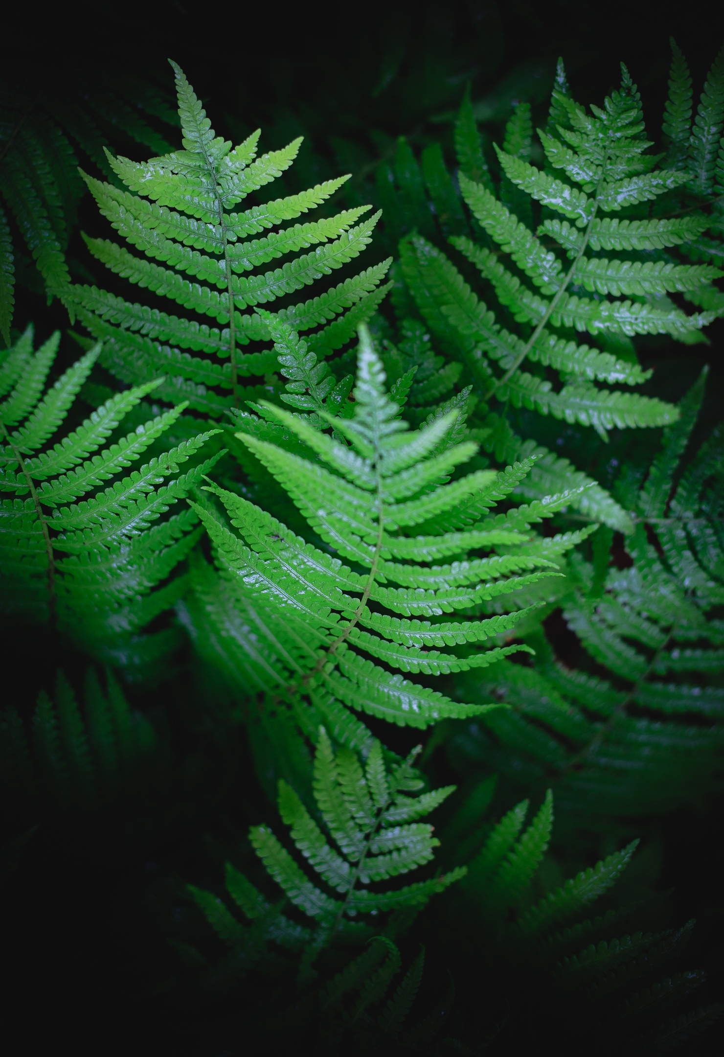 After the rain - My, The photo, Greenery, Rain, Leaves, Longpost