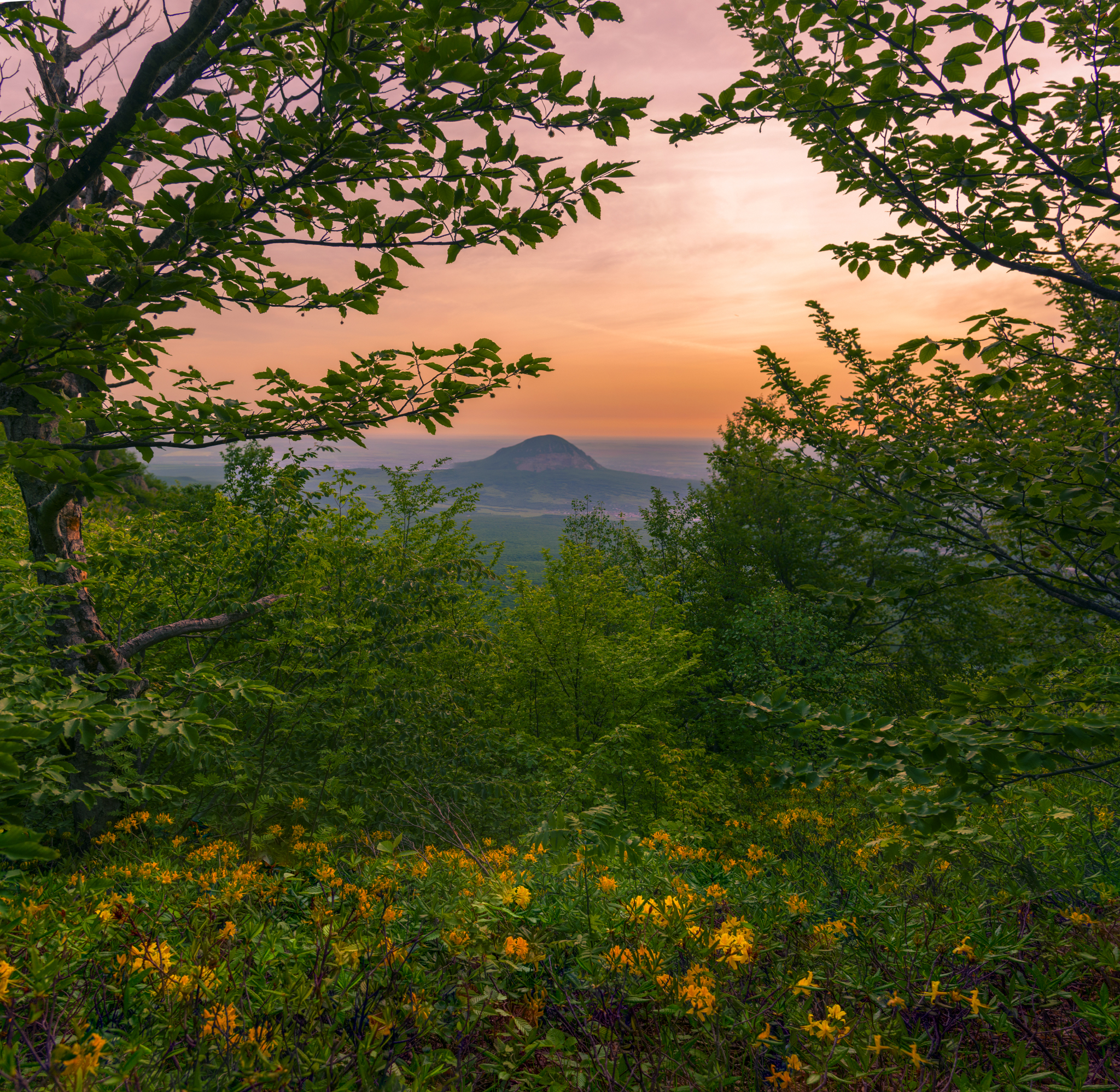 Yellow Caucasian rhododendron (Azalea pontica) blooms - My, Rhododendron, May, Beshtau Nature Reserve, Beshtau, Bloom, Longpost