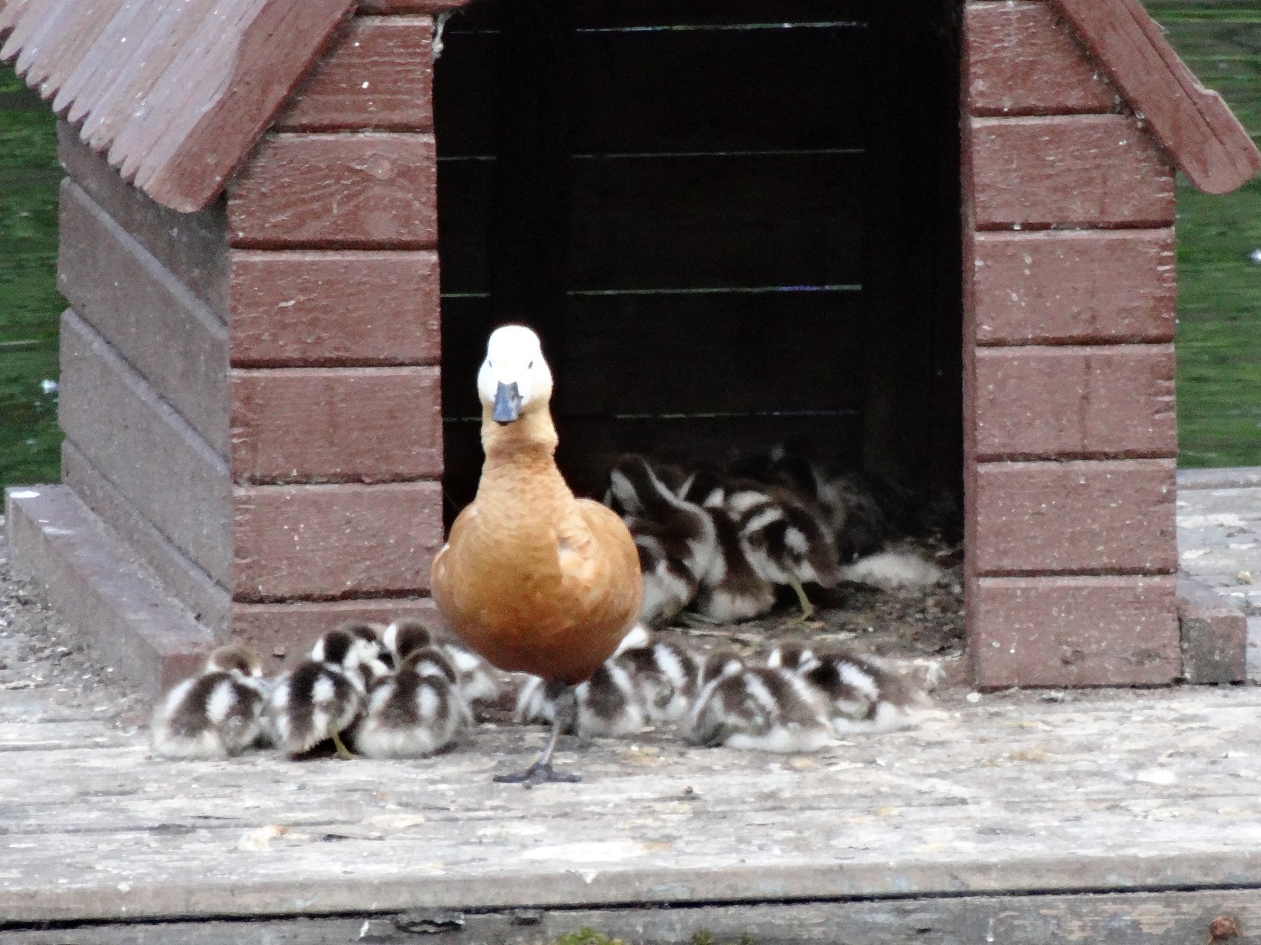 Tragedy in Goncharovsky Park - My, Moscow, Animal Rescue, Ducklings, Deputies, Officials, Birds, Negative, Longpost