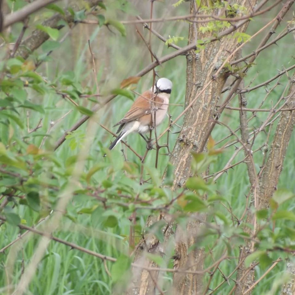 Shrike - My, The photo, Birds, Shrike, Longpost