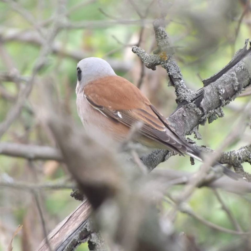 Shrike - My, The photo, Birds, Shrike, Longpost