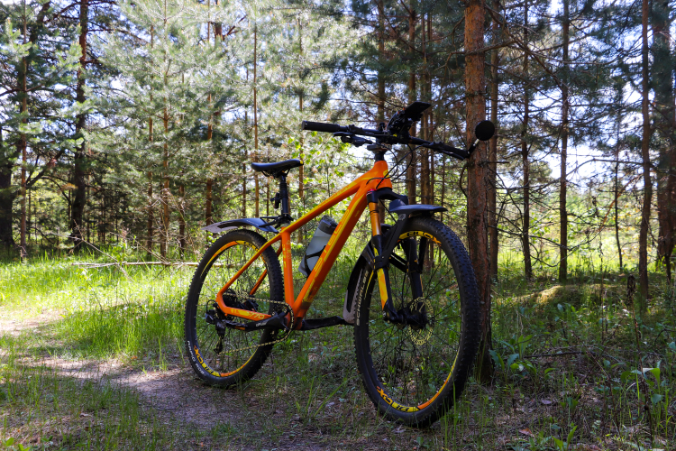 Bicycle-landscape - My, The photo, Nature, A bike, Landscape, Canon 800D, Plants, Insects, Longpost