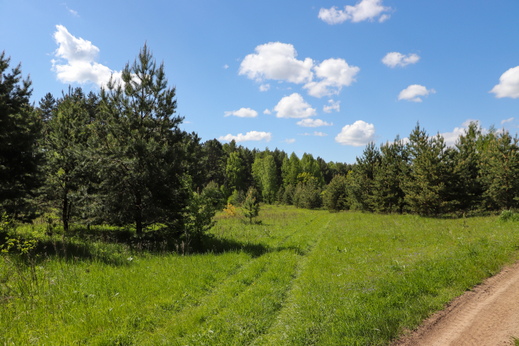 Bicycle-landscape - My, The photo, Nature, A bike, Landscape, Canon 800D, Plants, Insects, Longpost