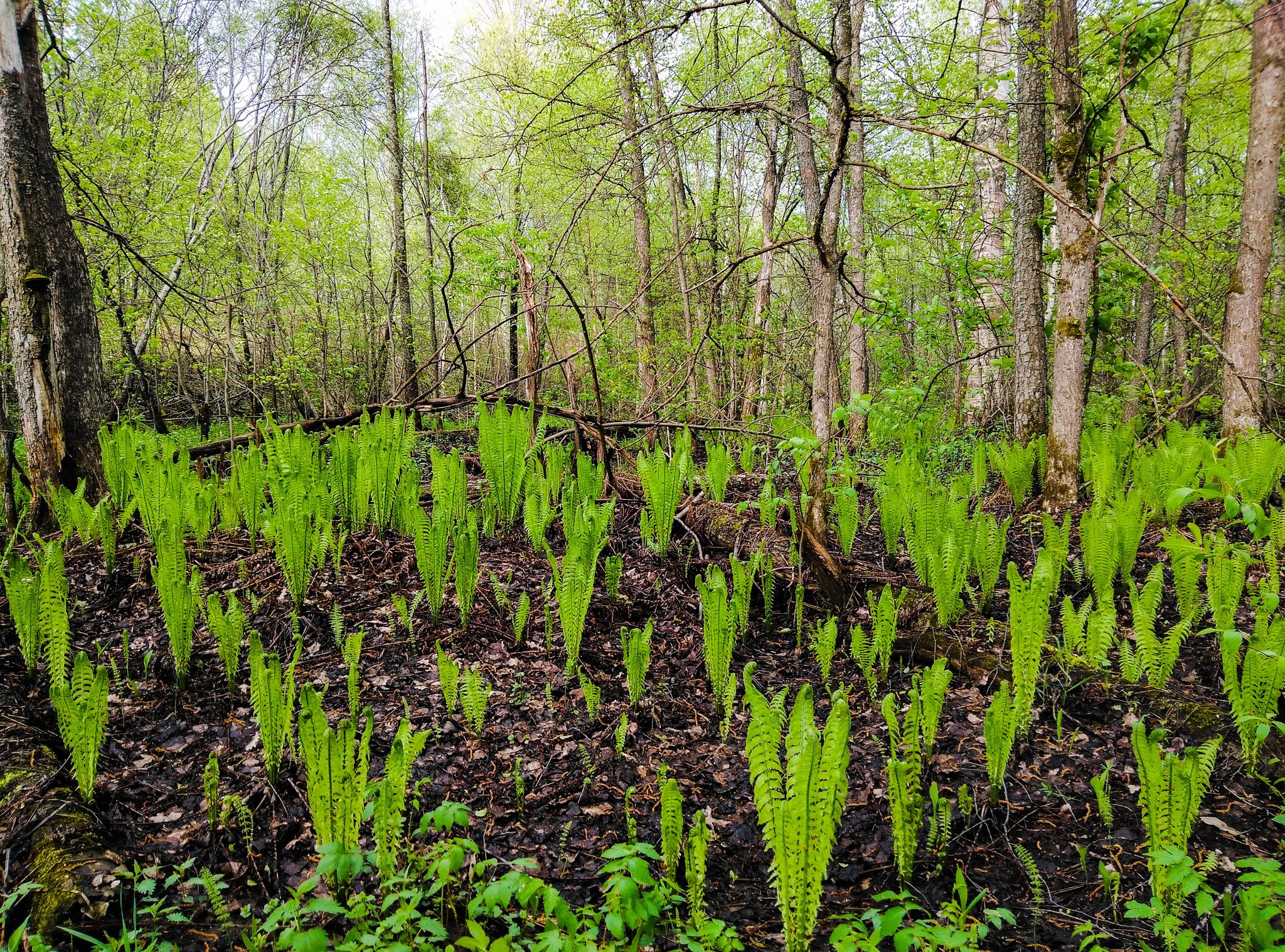 Fern - Fern, The photo, Dog, Forest, Longpost