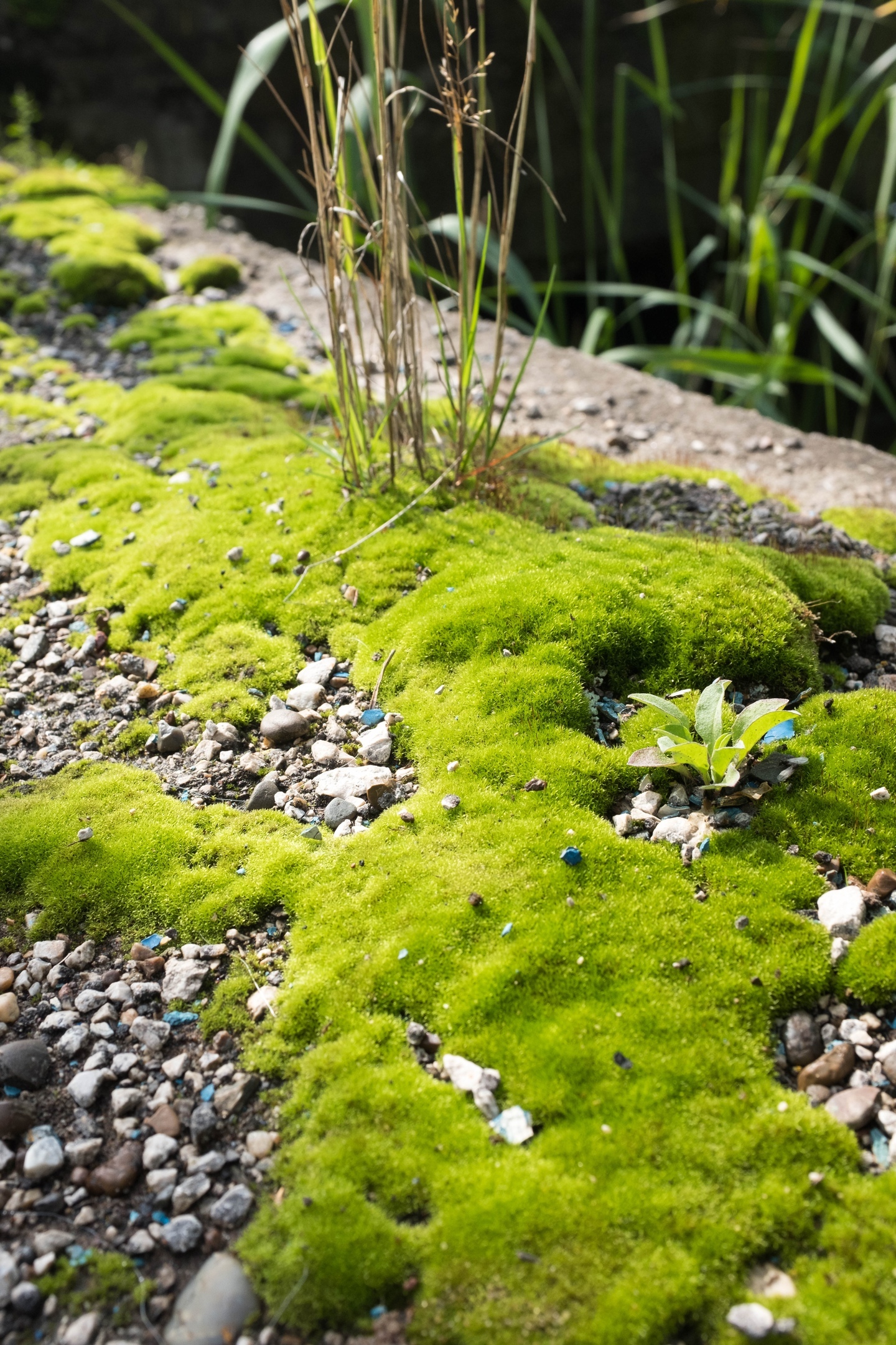 From personal archive - My, The photo, Moss, Harry Potter, Black and white, Nature, Ice sculpture, Longpost