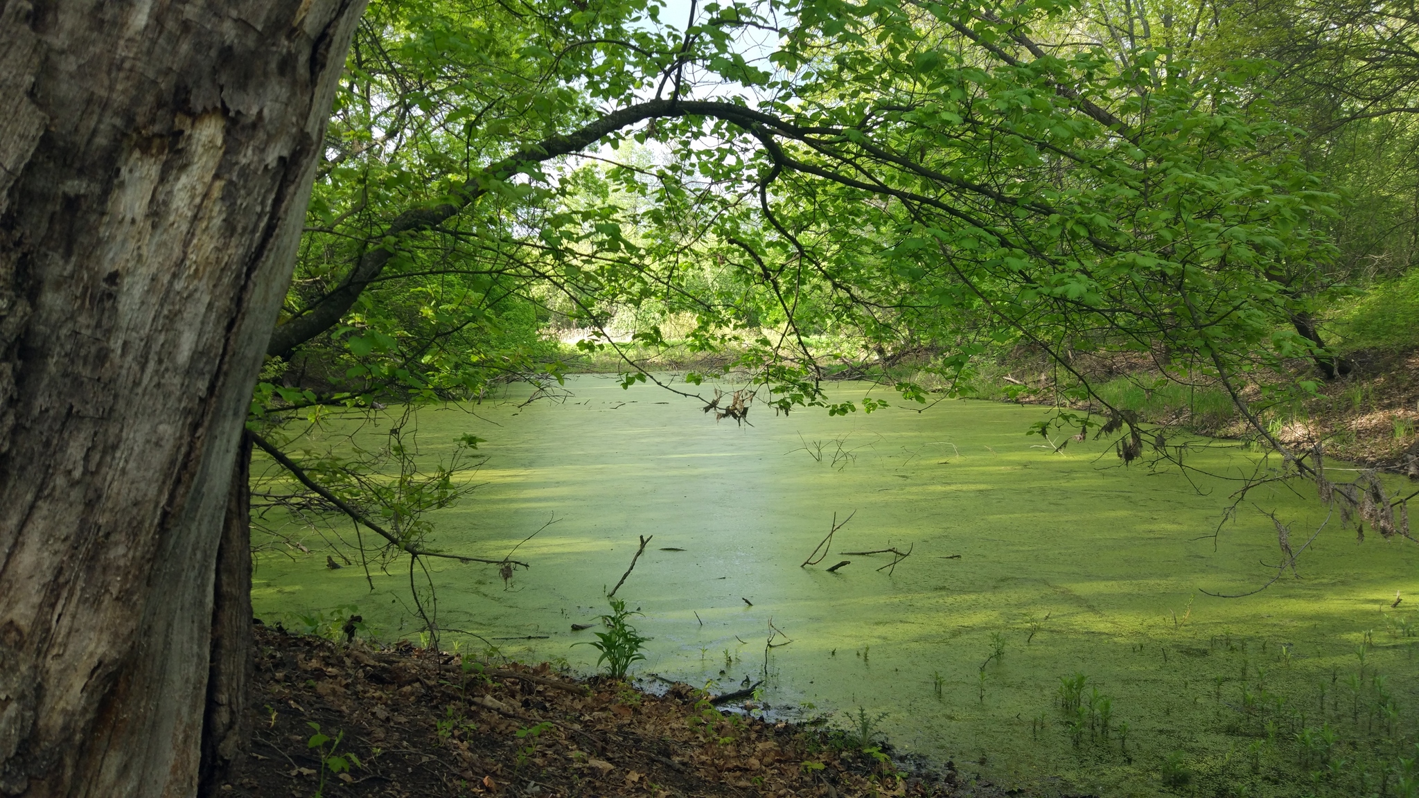 A little bit of nature in your feed - My, The photo, Nature, Forest, Swamp, Lilies of the valley, Photo on sneaker, Without processing, Longpost